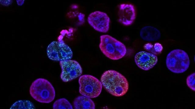 Biology Animations | Class- 12