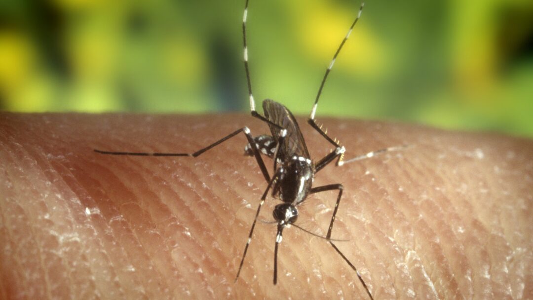 Watch how Mosquito uses 6 needles to  bite and suck blood !