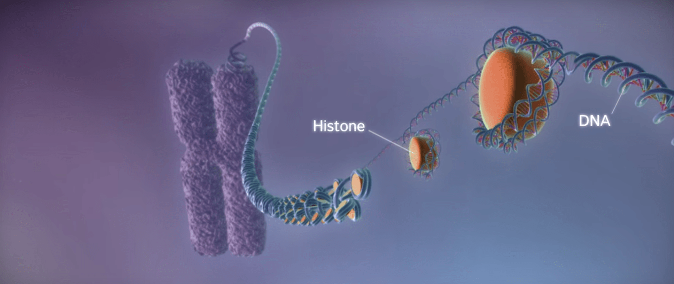DNA to Protein- 3D Animation