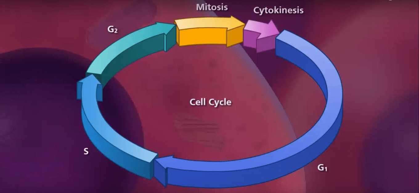 Cell Cycle, Mitosis and Meiosis-3D Animation