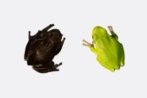 Nuclear Meltdown leading to Rapid Evolution – The interesting story of Chernobyl Melanized Frog